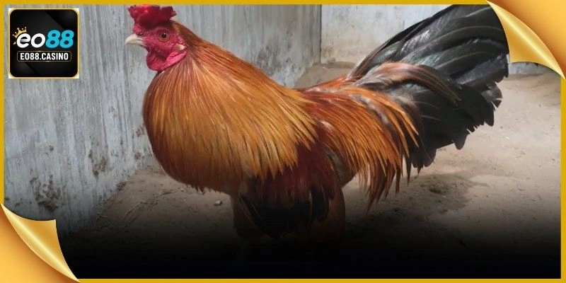 Kiểm soát ngân sách hỗ trợ thành viên phân bổ vốn cược đá gà 67 cam