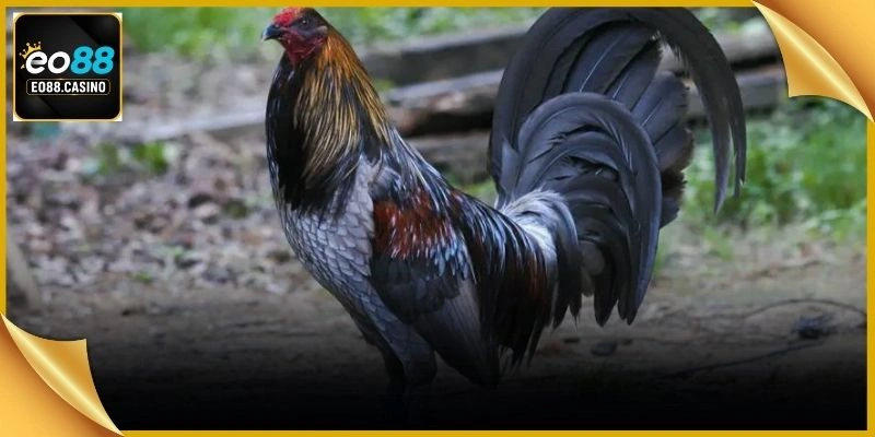 Không gian trường đấu gà chọi trực tiếp truyền hình ảnh sống động sắc nét