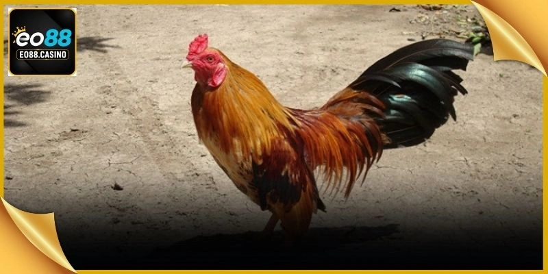 Chuyên gia quan sát kiểm tra thần thái cùng vóc dáng gà chiến trước giờ đấu