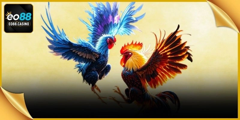 Đá gà EO88 hiển thị thông số thành tích thi đấu cùng bảng tỷ lệ rõ ràng