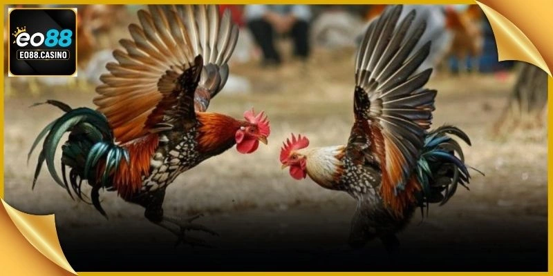 Không gian sảnh đấu kê cược trực tuyến hiển thị thông tin kèo đấu rất rõ ràng