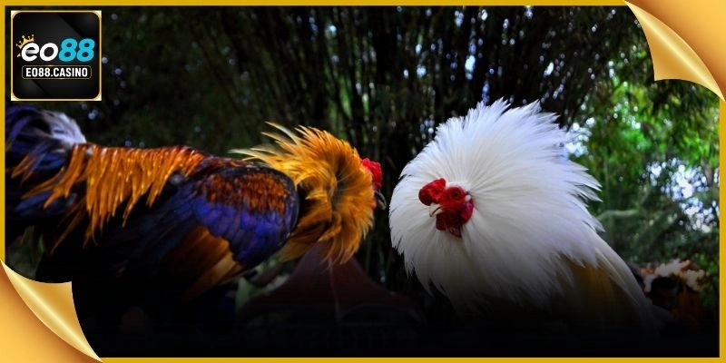 Chuyên gia phân tích thể trạng cùng phong độ kê chiến đá gà thomo 67