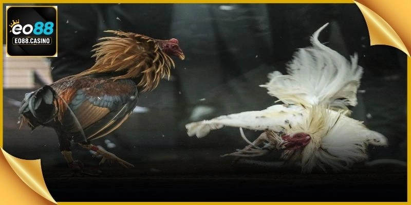 Trường đấu chọi gà trực tiếp phát sóng hình ảnh sắc nét đến từ đấu trường