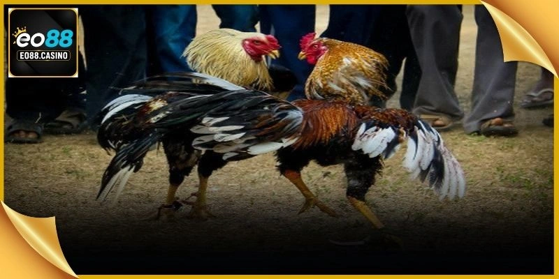 Chuyên gia phân tích dữ liệu thể lực chiến kê trước giờ thi đấu chính thứ